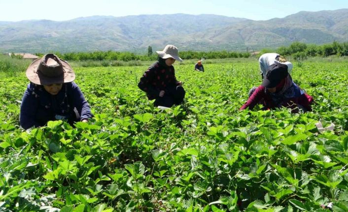 Malatya’da “kırmızı elmas’ hasadı başladı