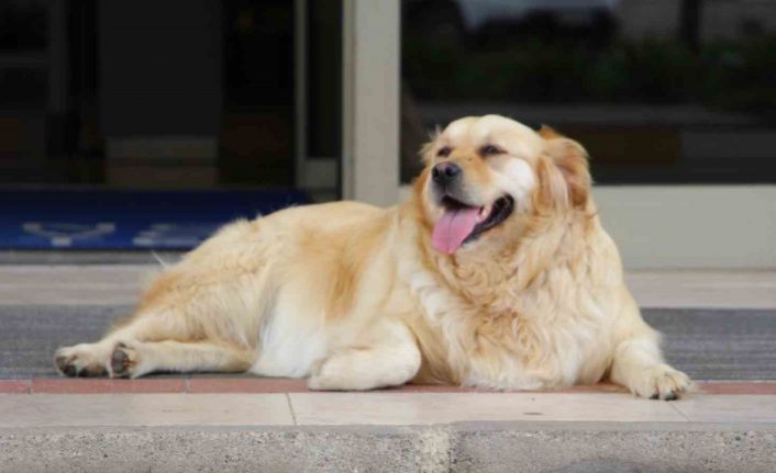 ‘Sokak köpekleri için umut dolu proje’