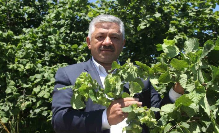 Soydan: “Fındıkta açıklanan rekolte tahminleri gerçeği yansıtmıyor”