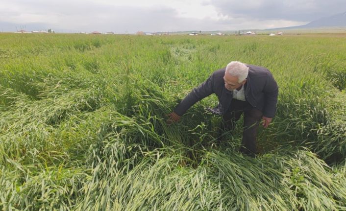 Toz bulutu ve fırtına ekinlere zarar verdi