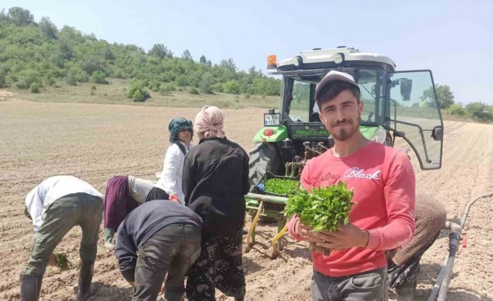 Yeşil altın fideleri toprakla buluştu