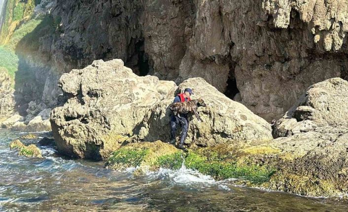 Antalya’da denize düşen köpeği Sahil Güvenlik ekipleri kurtardı