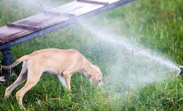 Antalya’da sokak hayvanlarına klimalı konfor