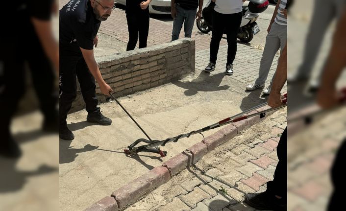 Asansöre girmeye çalışan yılan yakalandı