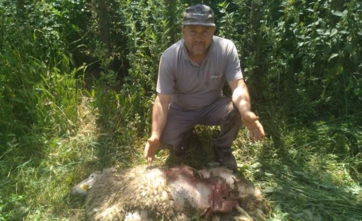 Başıboş köpekler 9 küçükbaş hayvanı parçaladı