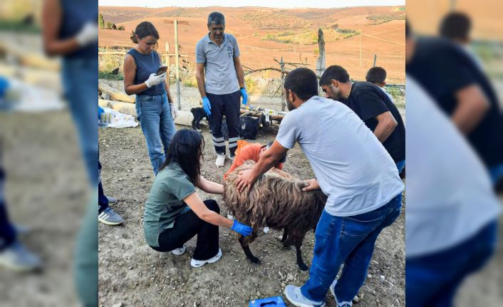 Belediyeden Mardin ve Diyarbakır’a veteriner ve itfaiye desteği