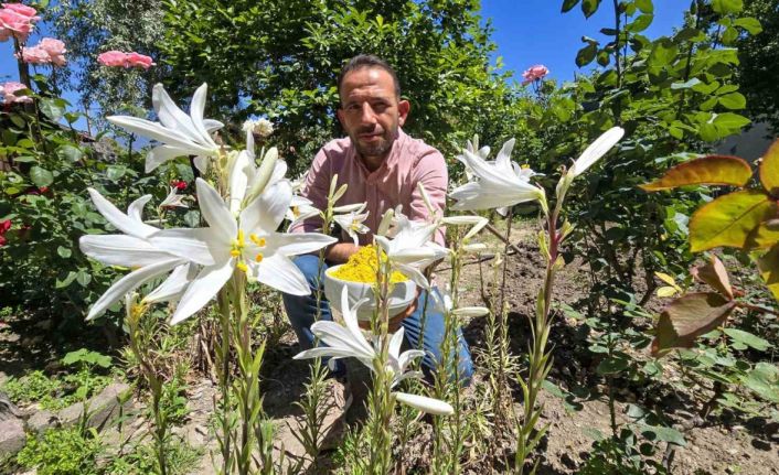 Bu çiçeğin kolonyası baş ağrısını gideriyor, sabunu gençleştiriyor