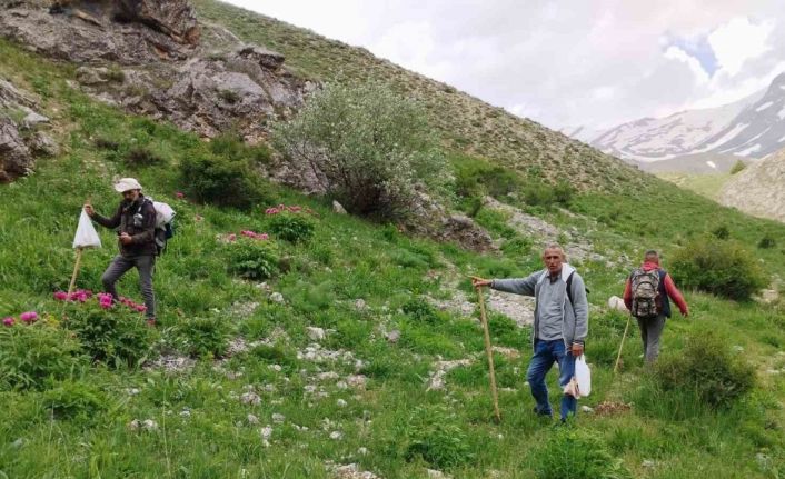 Dağlarda 20 kilometre yol kat edip mantar topluyorlar