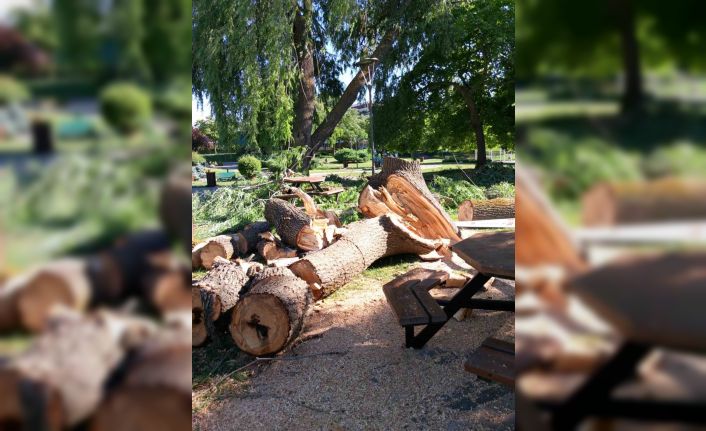 Devrilen söğüt ağacı tedbir amacıyla kökünden kesildi