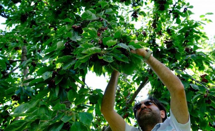 Erzincan’da dalları bastı kiraz