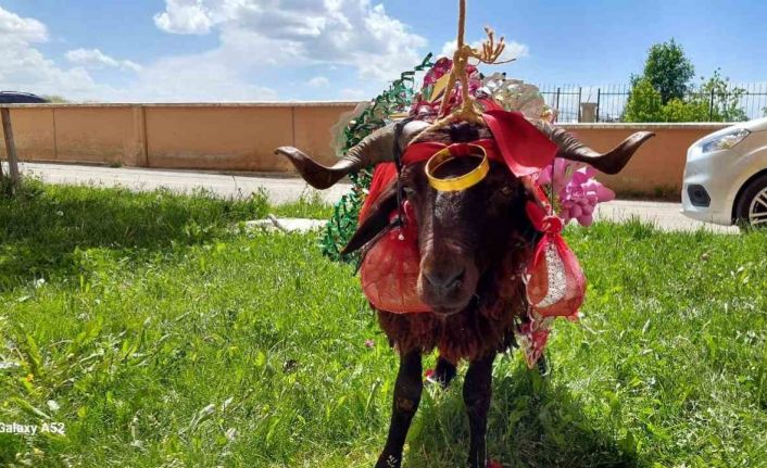 Erzurum’da kurbanlık koçlar gelinler için süslendi