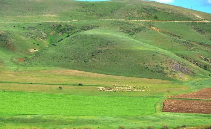 “Erzurum’da süt ürünleri üretimi gelişime açık”