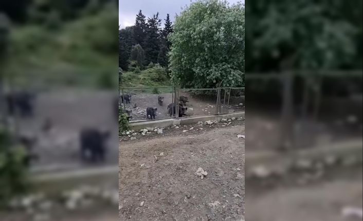 Eyüpsultan’da aç kalan domuzlar şehre indi: Köpeğin mamasını yediler