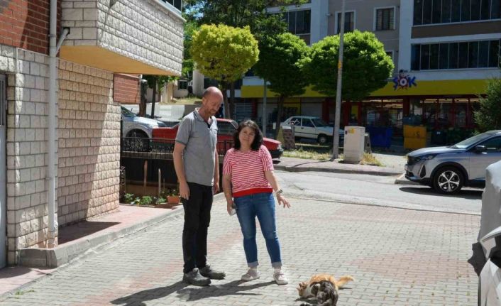 Hasta kedileri tedavi eden Bozüyük Belediyesi’ne hayvanseverden teşekkür