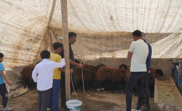 Hayvan pazarı çarşıya taşındı: Sıkı pazarlıklar başladı