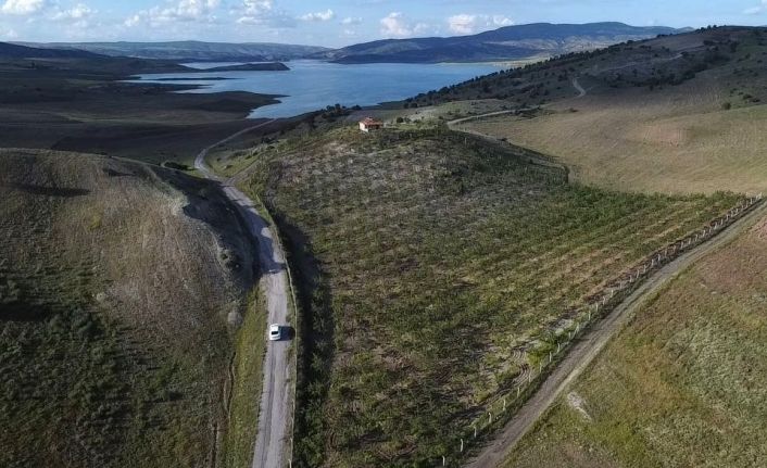 Hububat ekili kıraç arazisini badem bahçesine çevirdi, gelirini artırdı