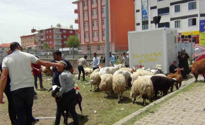 Kars’ta hayvan pazarında yoğunluk