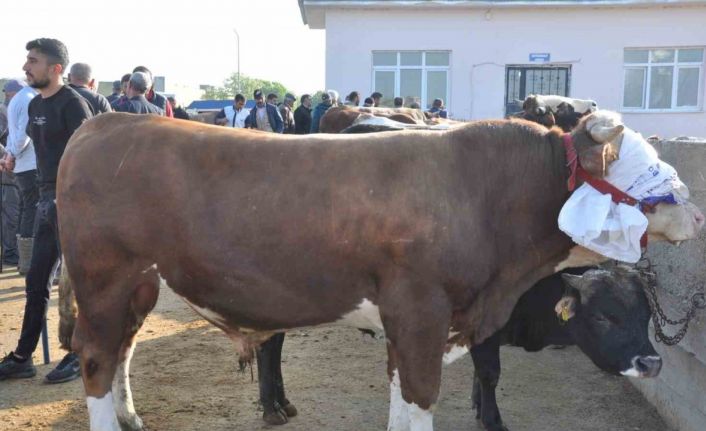 Kars’ta kurban satışları başladı