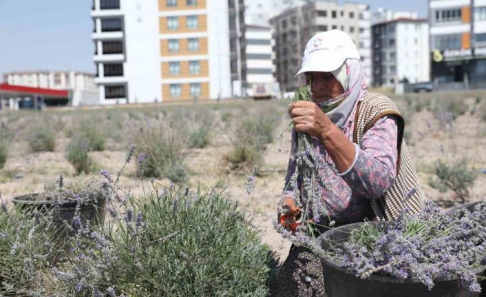 Kayseri’nin parfüm kokan mahallesi: Erkilet