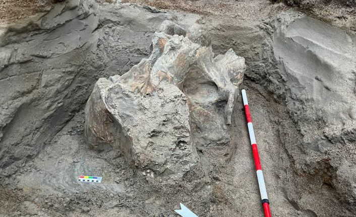 Kırgızistan’daki bir taş ocağında mamut kemikleri bulundu