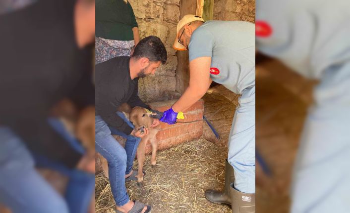 Koçarlı’da büyükbaş hayvanların aşılanması devam ediyor