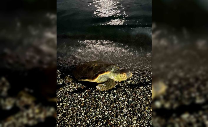 Konyaaltı sahilinde caretta caretta şaşkınlığı