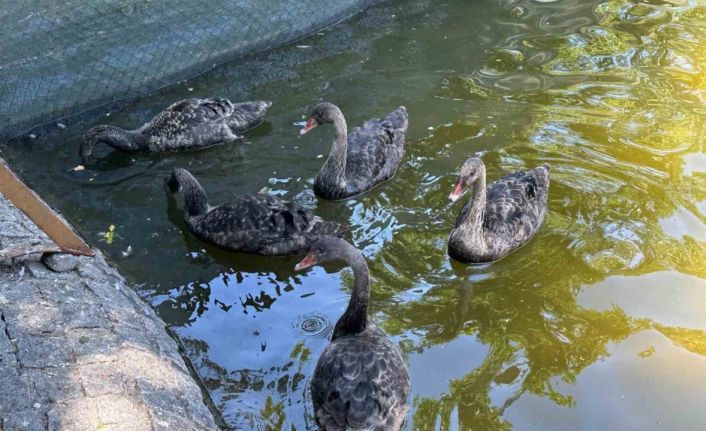 Kuğulu Park’taki yavru kuğular büyüdü