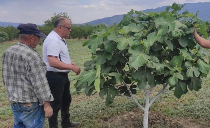 Kuyucak’ta incir bahçelerinde hastalık ve zararlı kontrolü yapıldı