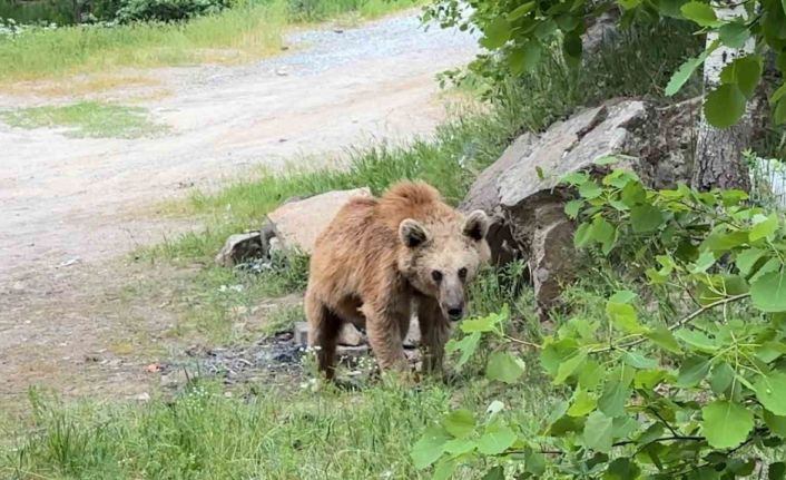 Maskot ayılar ziyaretçilerin korkulu rüyası oldu