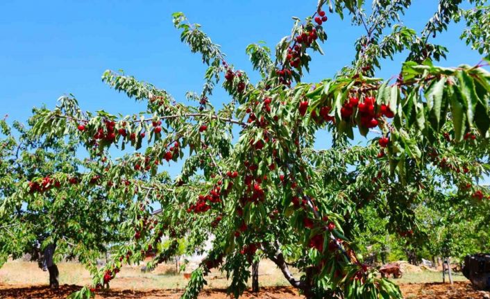 Medeniyetler beşiği 5 bin yıllık Harput’ta erken kiraz hasadı