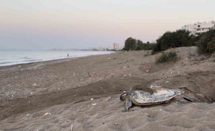 Mersin, sezonluk misafirlerini ağırlıyor