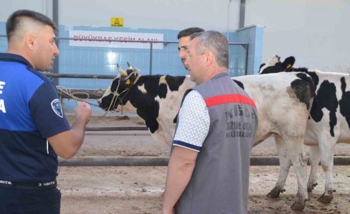 Niğde’de kurbanlık hayvan satış yerleri denetleniyor