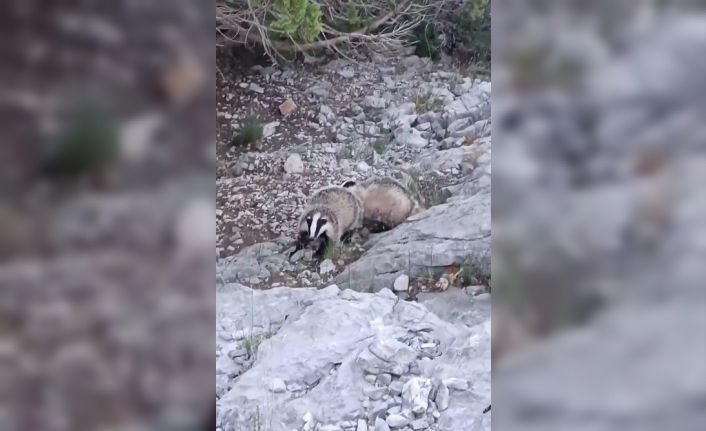 Porsuklar fotokapana takıldı