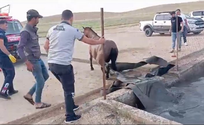 Sahipsiz at, atık petrol kuyusuna düştü