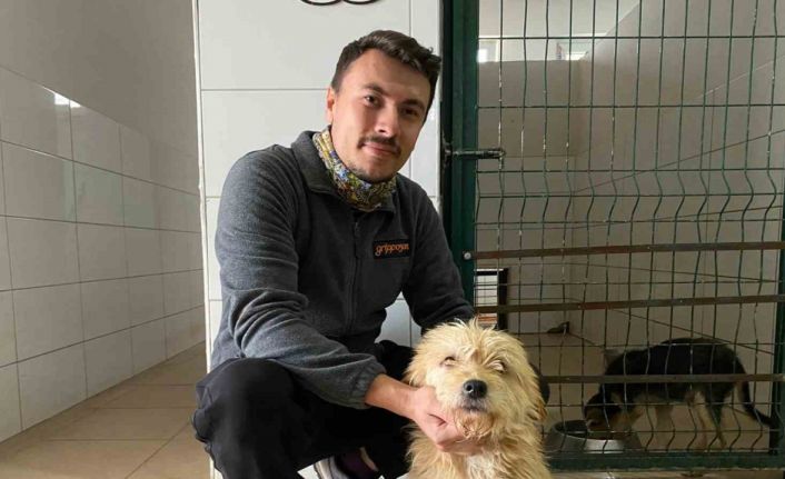 Sahipsiz köpeğe tümör ameliyatı