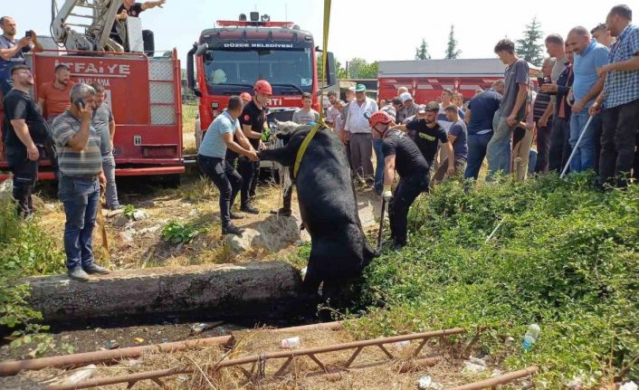 Satmak için getirdiği kurbanlığı rögar çukuruna düştü