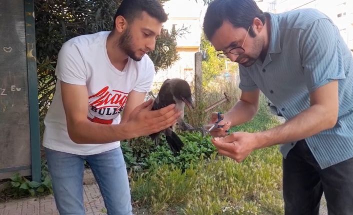 Sinop’ta yavru karganın ayaklarına dolanan saç vatandaşlar tarafından kesildi