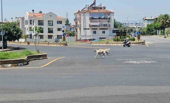 Sokak köpeklerinin saldırdığı yaşlı adam hayata tutundu