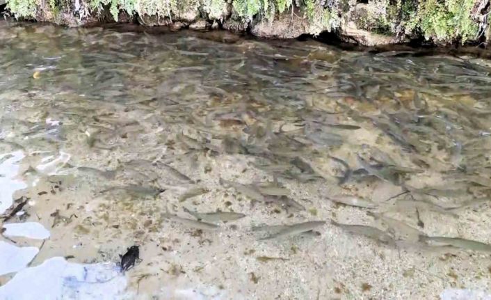 Türkiye’nin 23. doğa harikası Güney Şelalesi ziyaretçilerini bekliyor