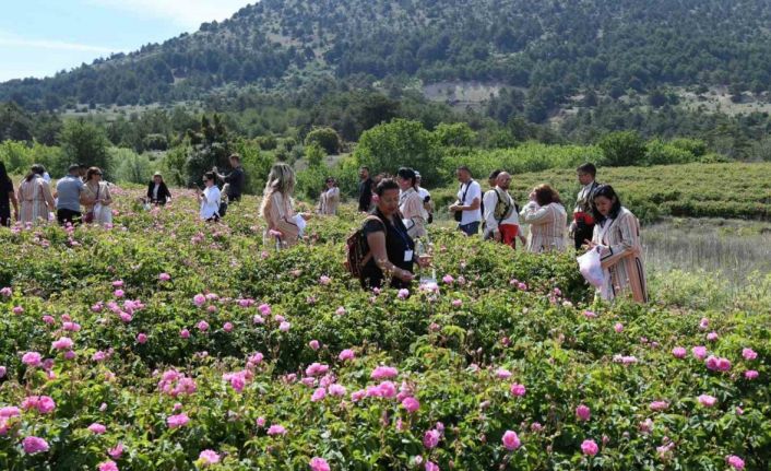 Uluslararası Isparta Gül Festivali gül hasadıyla renklendi