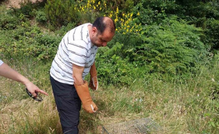 Yalova’da yerleşim merkezlerine inen tilkiler doğaya bırakıldı