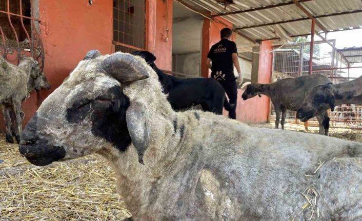 Yangından etkilenen hayvanlar Adana’da göl manzaralı bakımevinde tedavi altına alındı