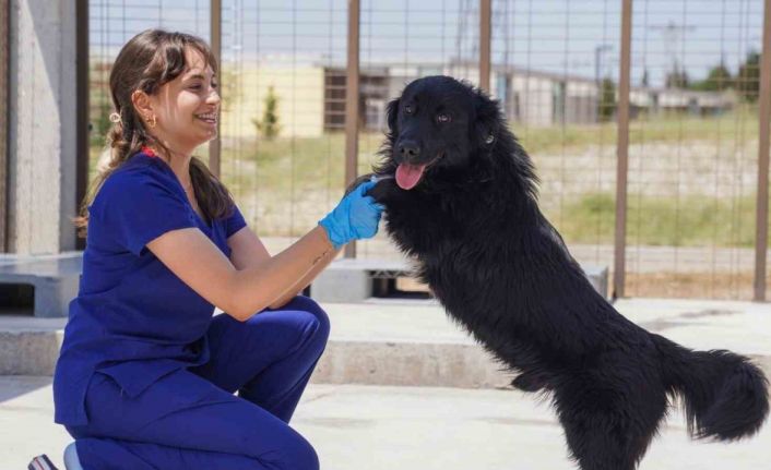 Yılın ilk 6 ayında İzmir’deki barınaklardan 500 köpek sahiplendirildi