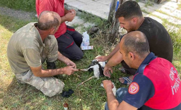 Yuvadan düşen yavru leyleklerin imdadına itfaiye ekipleri yetişti