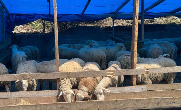 Zonguldak’ta kurban bayramına sayılı günler kala kurbanlık pazarında hareketlilik başladı