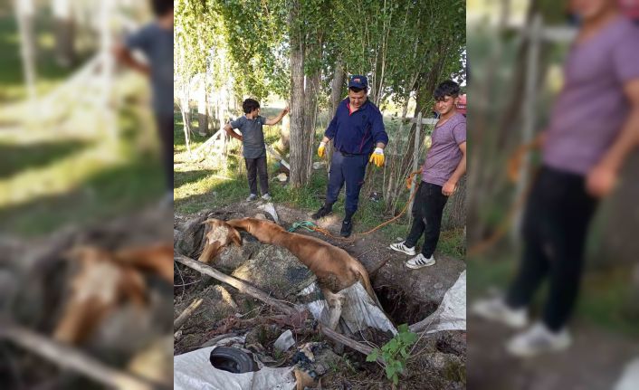 Ağrı’da itfaiye, yangın merdiveniyle ineği kurtardı