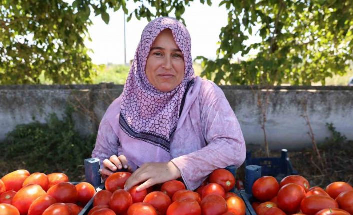 Aydın’da domates hasadı sürüyor