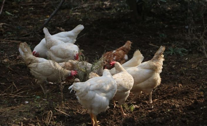 Büyükşehir Belediyesi tavuk alacak