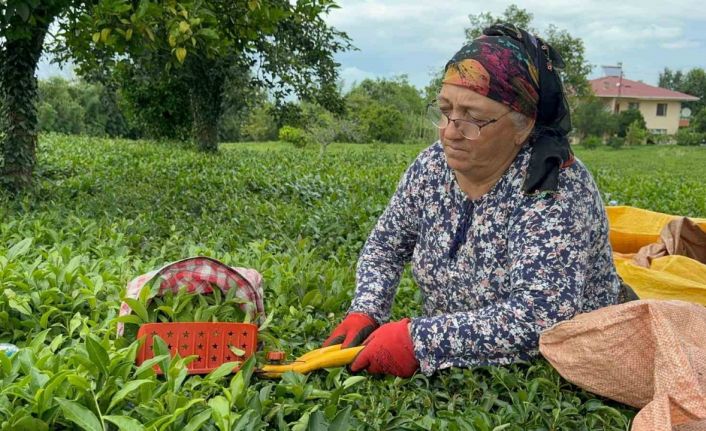 ÇAYKUR tarafından kuru çaya yüzde 22 zam yapıldı