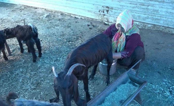 Depremzede kadın besici, devlet desteğiyle besiciliğe devam ediyor